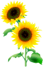 ひまわり.gif