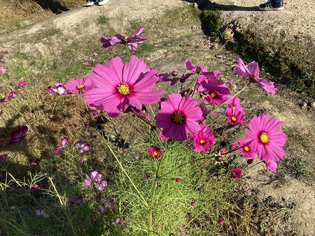 コスモス3.JPG