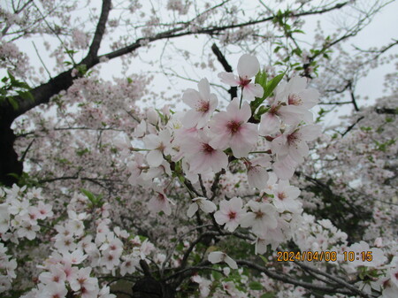 さくら② (2).JPG